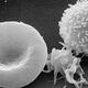 Image for article titled Is your immune system affecting how you think?